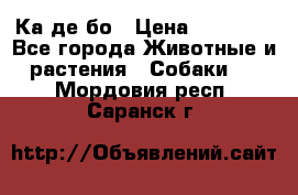 Ка де бо › Цена ­ 25 000 - Все города Животные и растения » Собаки   . Мордовия респ.,Саранск г.